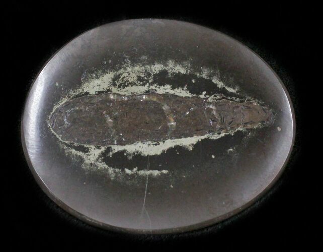 Polished Fish Coprolite (Fossil Poo) - Scotland #24556